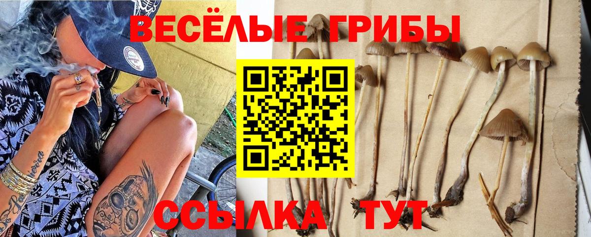 где купить наркотик  Псилоцибиновые грибы Cubensis  Пушкино  Вход с VPN  Псилоцибиновые грибы мицелий 